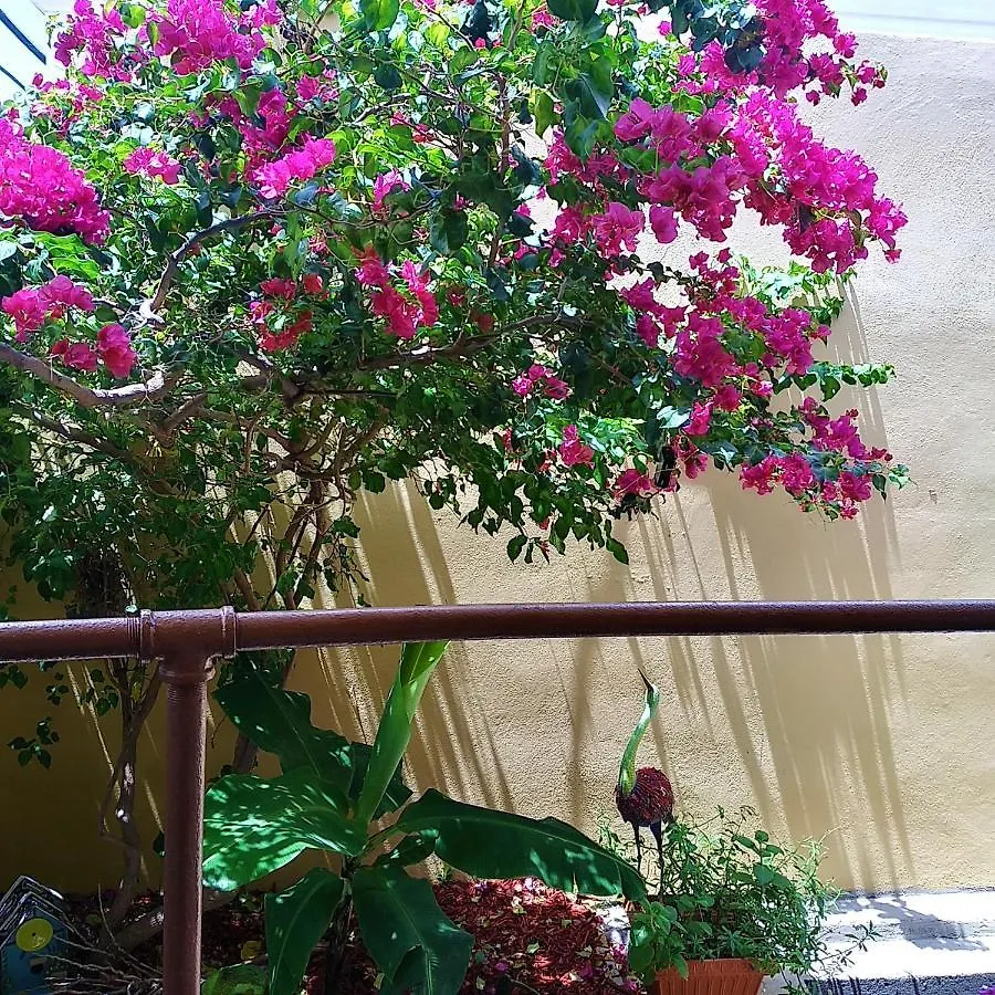 Cozy Nest Apartment Guayama Puerto Rico
